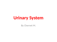 12. Urinary System.pptx